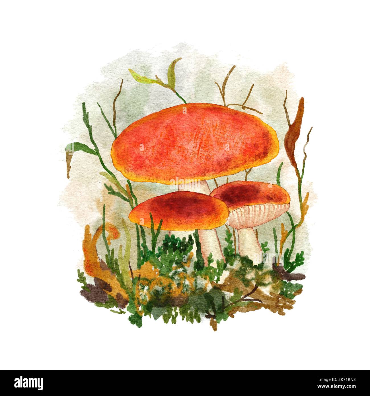 Acquerello disegnato a mano funghi di foresta, funghi velenosi commestibili in legno di bosco. Autunno caduta natura design, toadstool webcap mosca stampa agarica, funghi selvatici arte Foto Stock