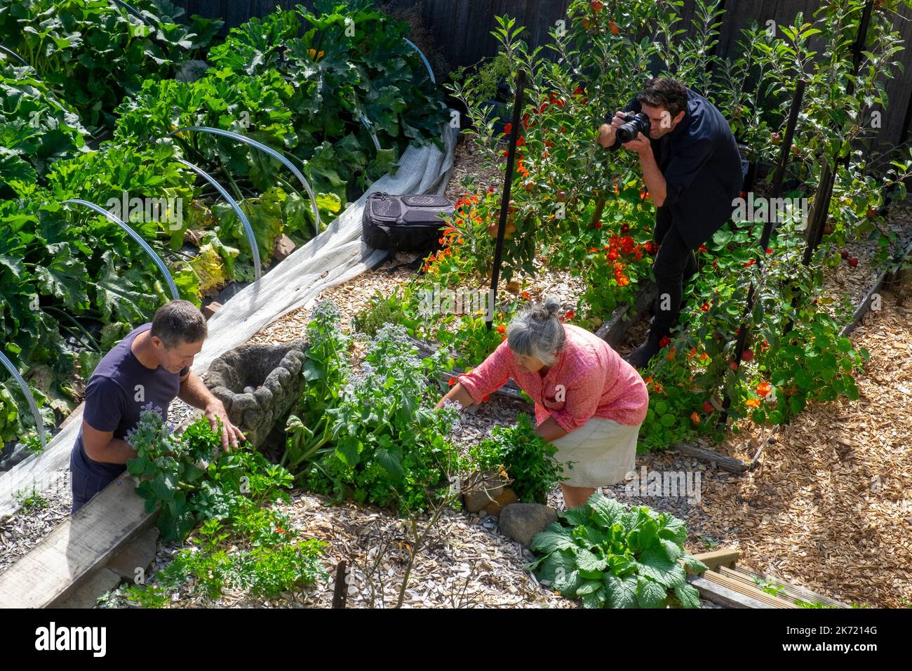 Un fotografo che filma due giardinieri che raccolgono erbe per un tutorial di giardinaggio a Hobart, Tasmania, Australia Foto Stock