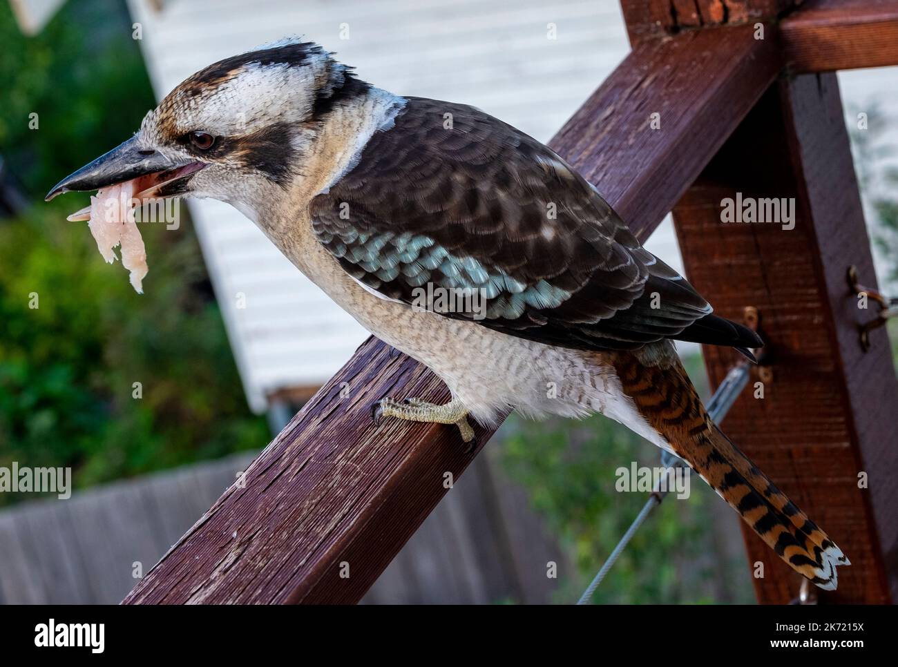 Un kookaburra australiano con un pezzo di carne di pollo nel suo becco. Il kookaburra non è originario dello stato insulare della Tasmania, ma è una specie introdotta. Foto Stock