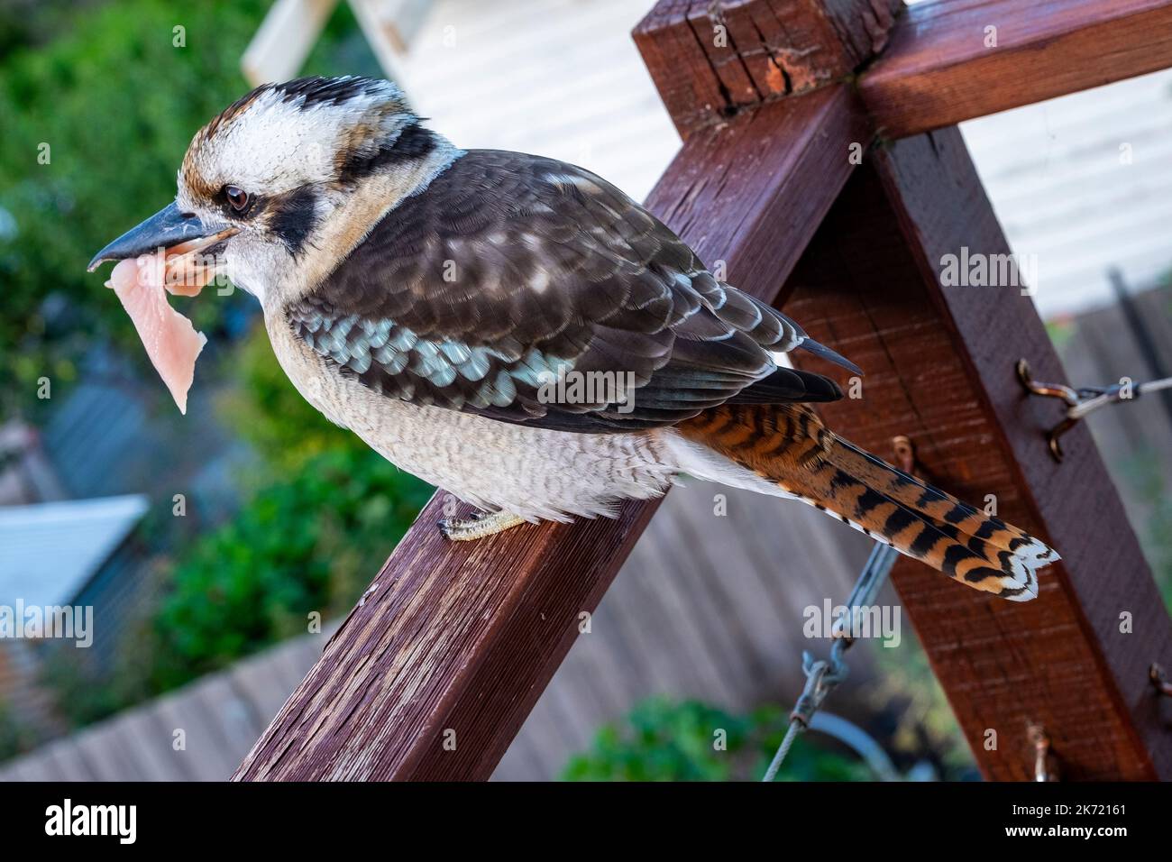 Un kookaburra australiano con un pezzo di carne di pollo nel suo becco. Il kookaburra non è originario dello stato insulare della Tasmania, ma è una specie introdotta. Foto Stock