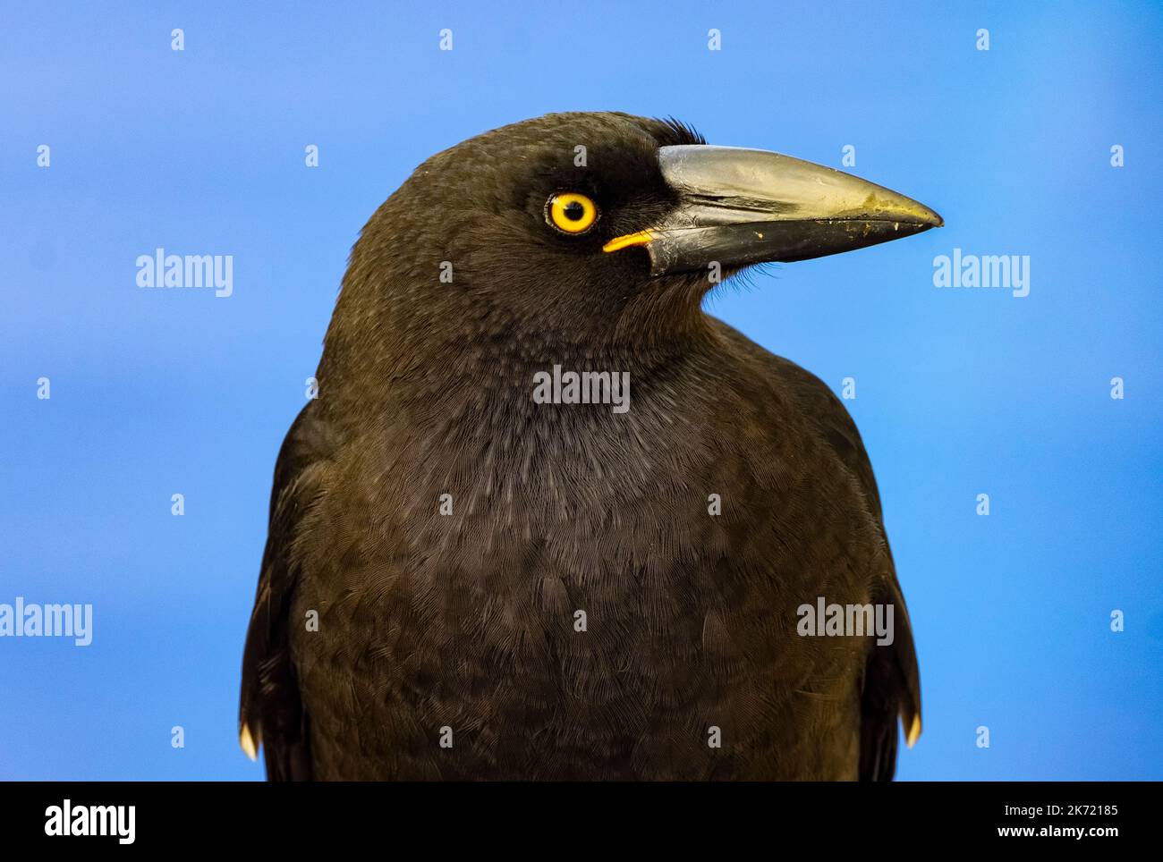 L'occhio e il becco d'oro affilati, beady, dell'uccello nativo australiano chiamato il currawong. Nome della specie: Strepera Foto Stock