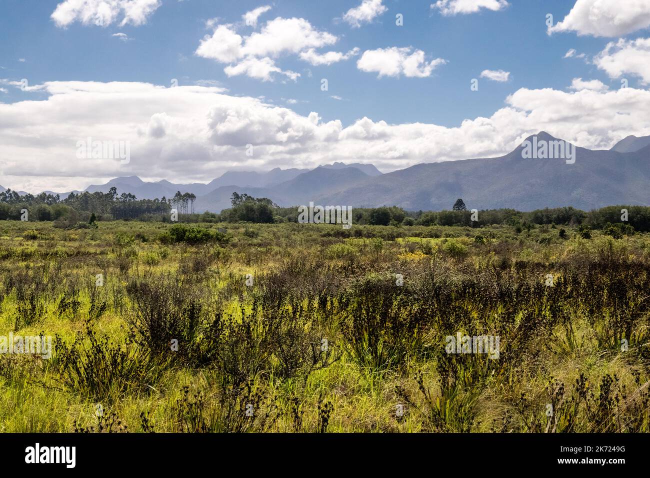 Paesaggio colorato e soleggiato nel capo Orientale con verdi fynbos indigeni o spazzolatura e catena montuosa sullo sfondo Foto Stock