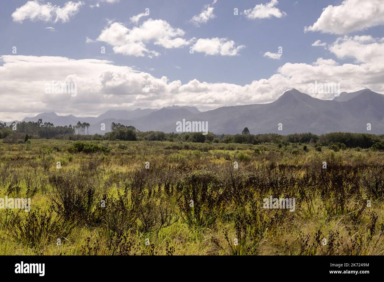 Paesaggio colorato e soleggiato nel capo Orientale con verdi fynbos indigeni o spazzolatura e catena montuosa sullo sfondo Foto Stock
