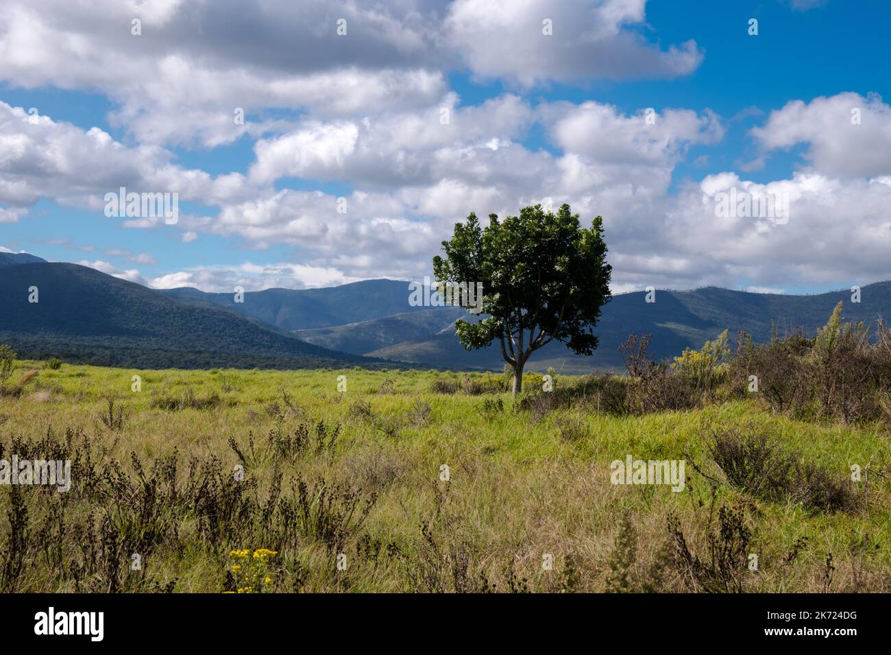 Paesaggio colorato e soleggiato nel capo Orientale con verdi fynbos indigeni o spazzolatura e catena montuosa sullo sfondo Foto Stock