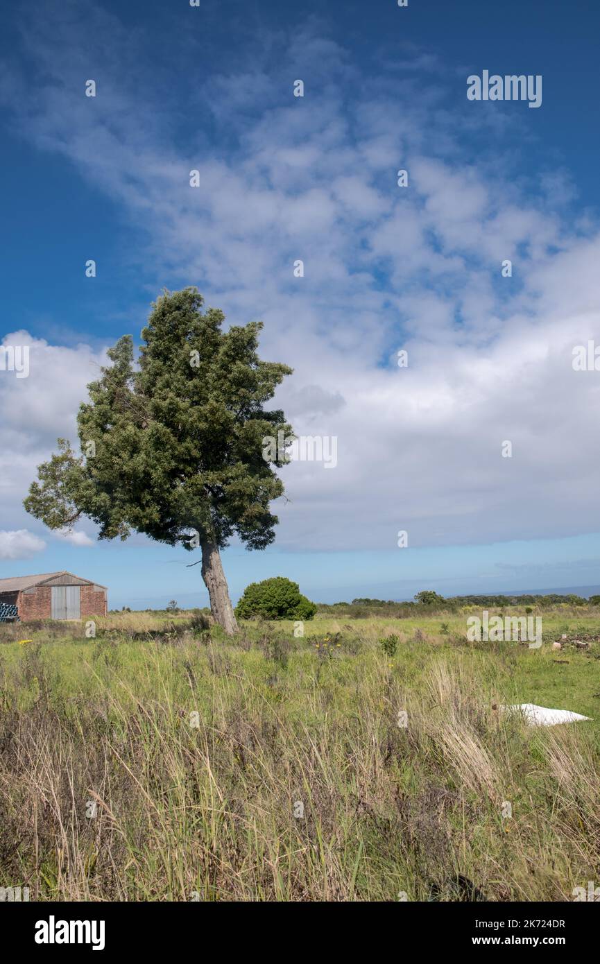 Ritratto di un albero in un terreno agricolo con un fienile in lontananza. Bella giornata di sole con nuvole blu e un affioramento erboso in primo piano Foto Stock