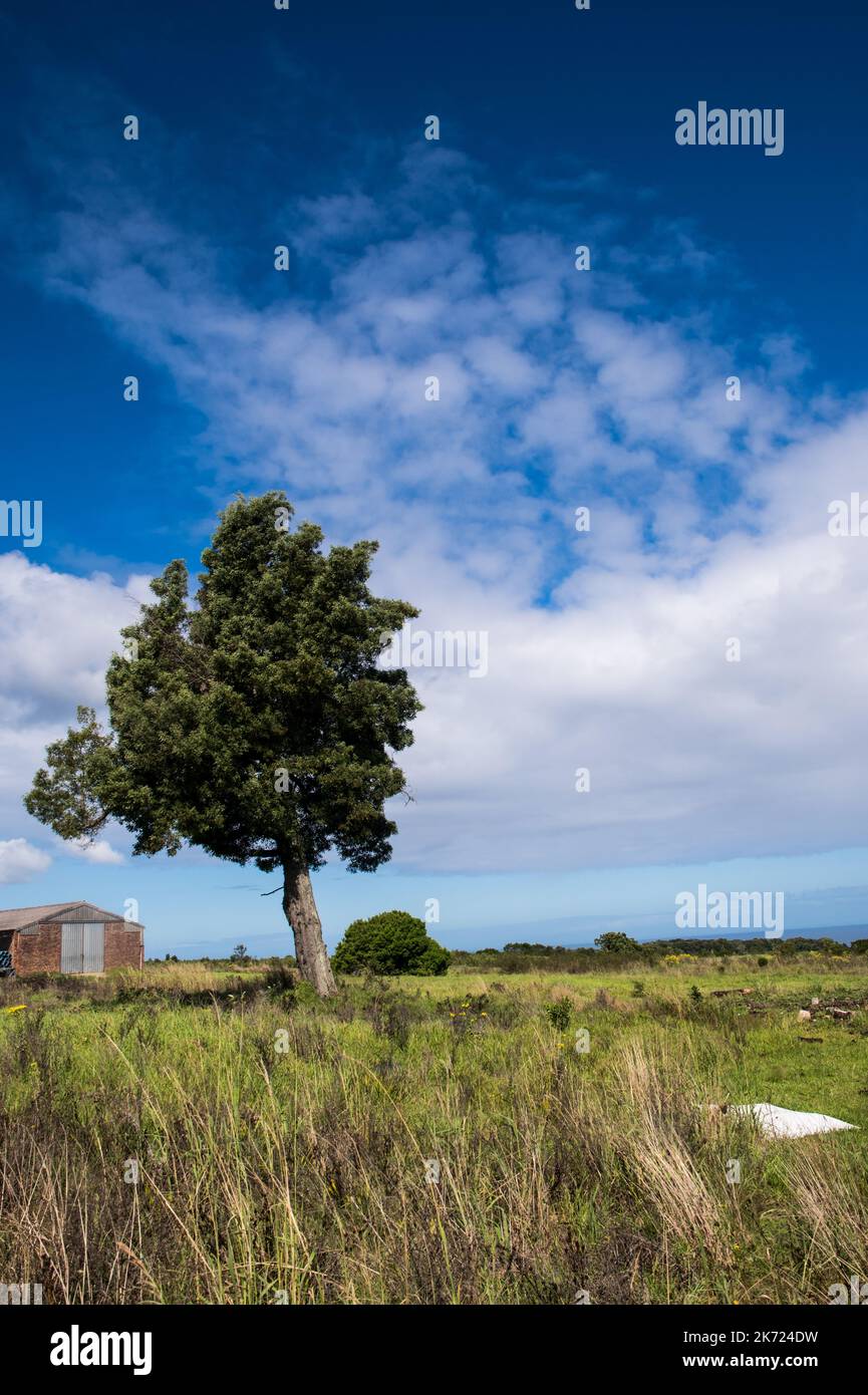 Ritratto di un albero in un terreno agricolo con un fienile in lontananza. Bella giornata di sole con nuvole blu e un affioramento erboso in primo piano Foto Stock