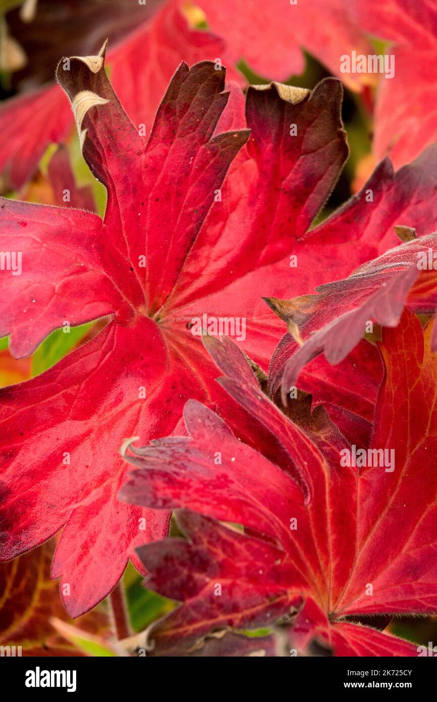 Erbaceo, Rosso, foglia, Autunno, Hardy, Geranio, Cranesbill, Blush, colore, Geranio wlassovianum autunno Foto Stock