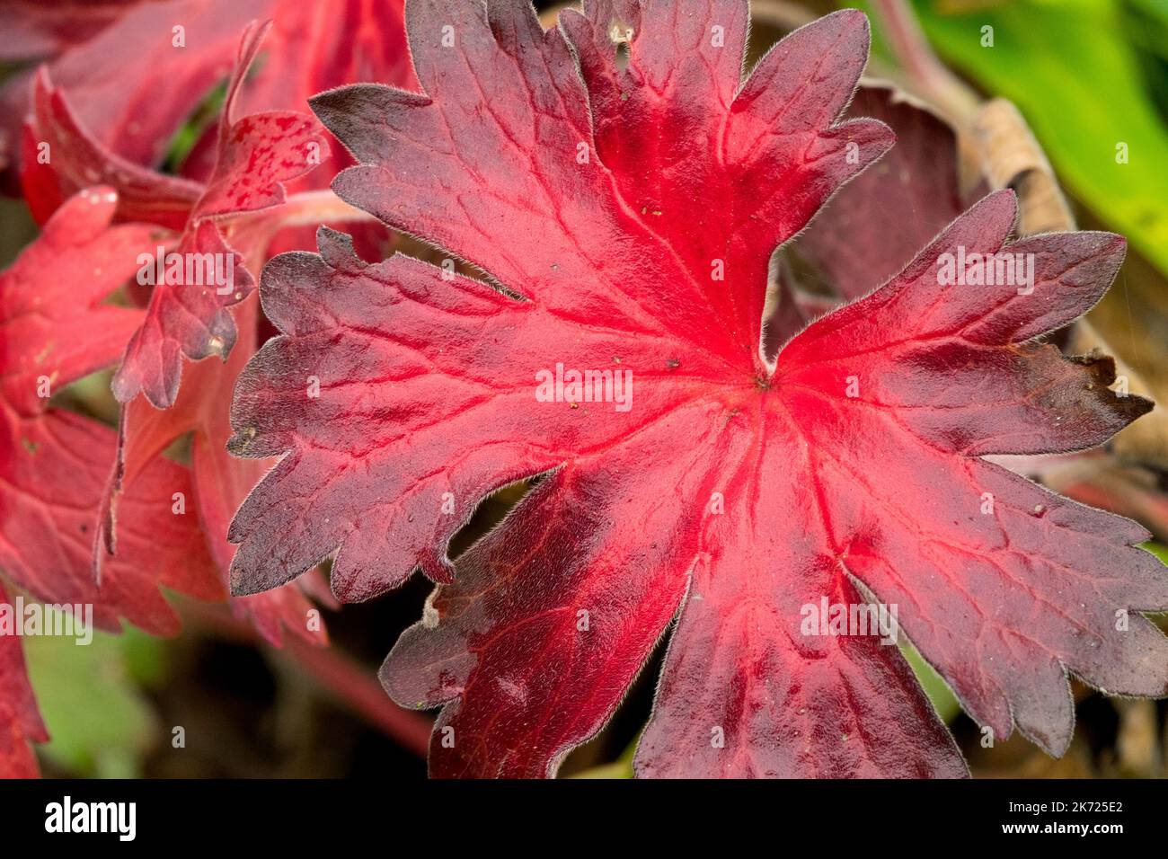 Hardy, Geranium wlassovianum, Cranesbill, Autunno, Rosso, Foglia rosso scuro arrossamento primo piano colore autunnale Foto Stock