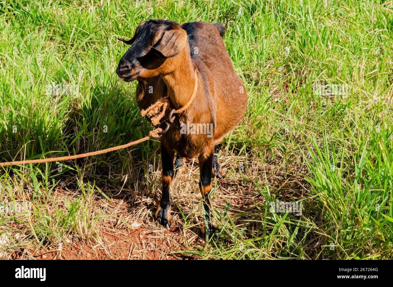 Capra con giro di testa Foto Stock