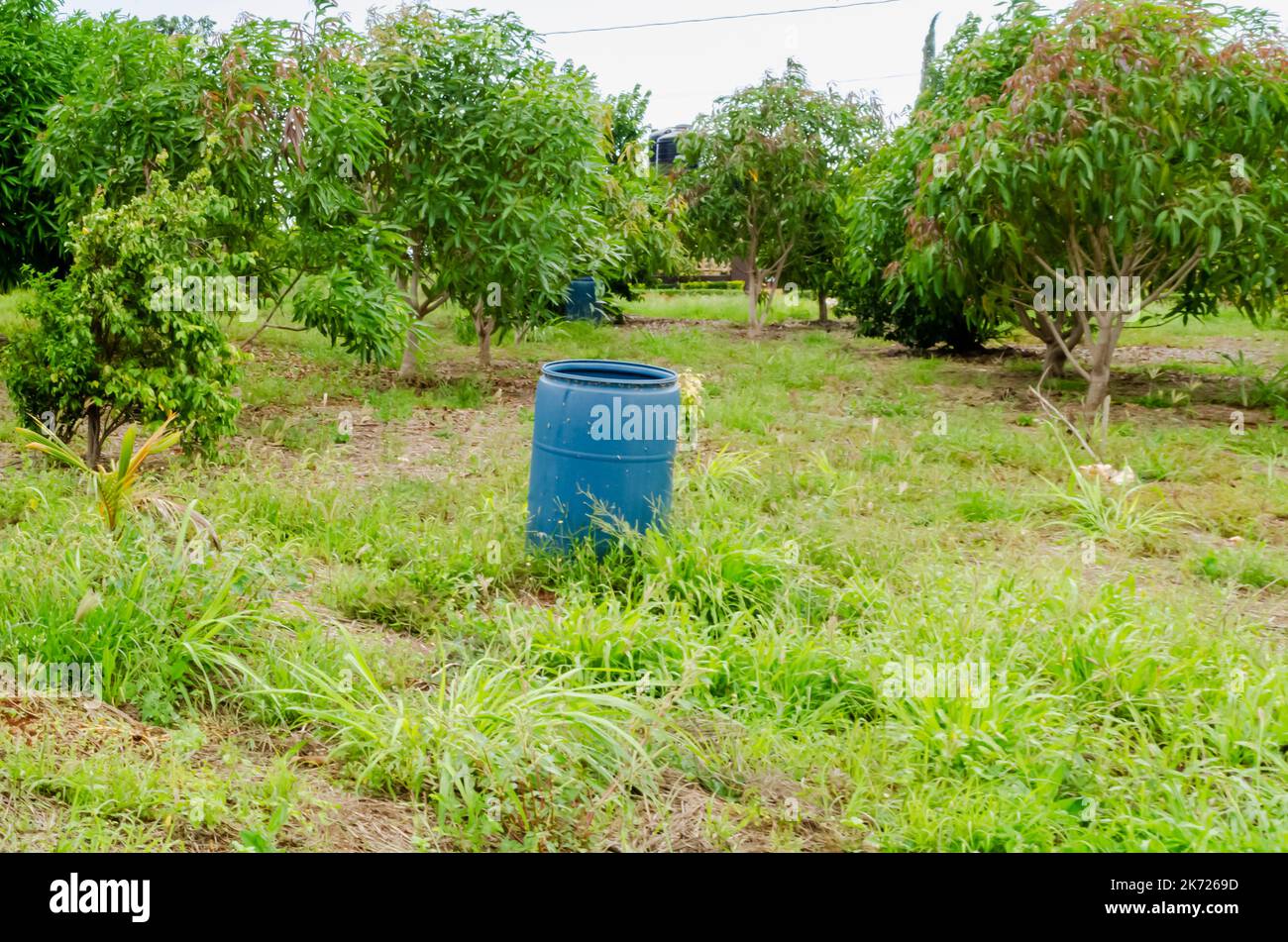 Un tamburo d'acqua blu in parte sepolto nel terreno erboso all'interno di un frutteto di mango. Foto Stock