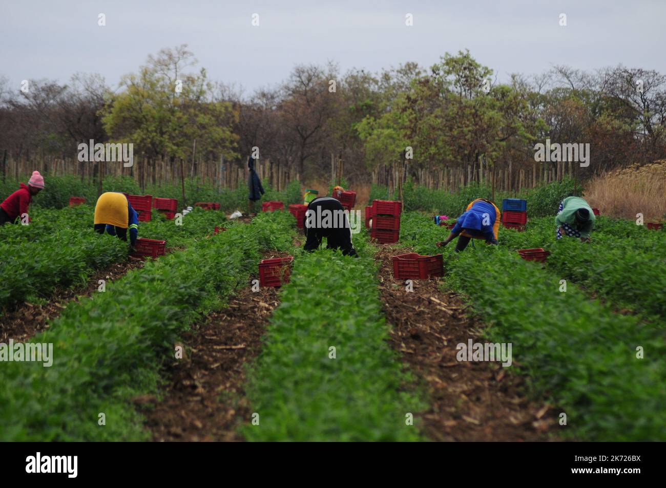 I lavori proseguono in una fattoria commerciale sudafricana di proprietà e gestita da una donna nera. Il paese sta risolvendo le sue sfide legate alla riforma agraria Foto Stock