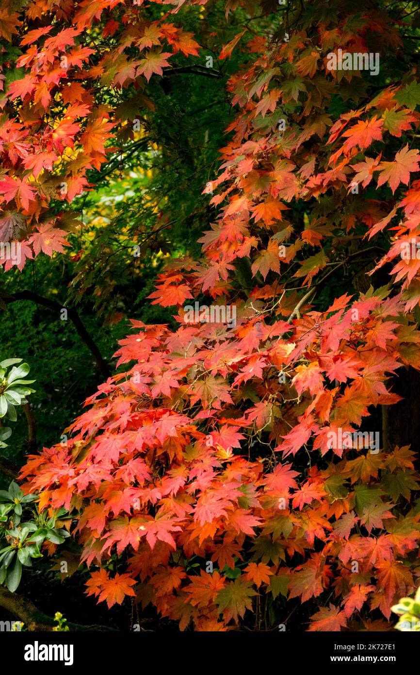 Autunno, Acer palmatum 'Amoenum', acero giapponese, foglie, acero, Fogliame Foto Stock