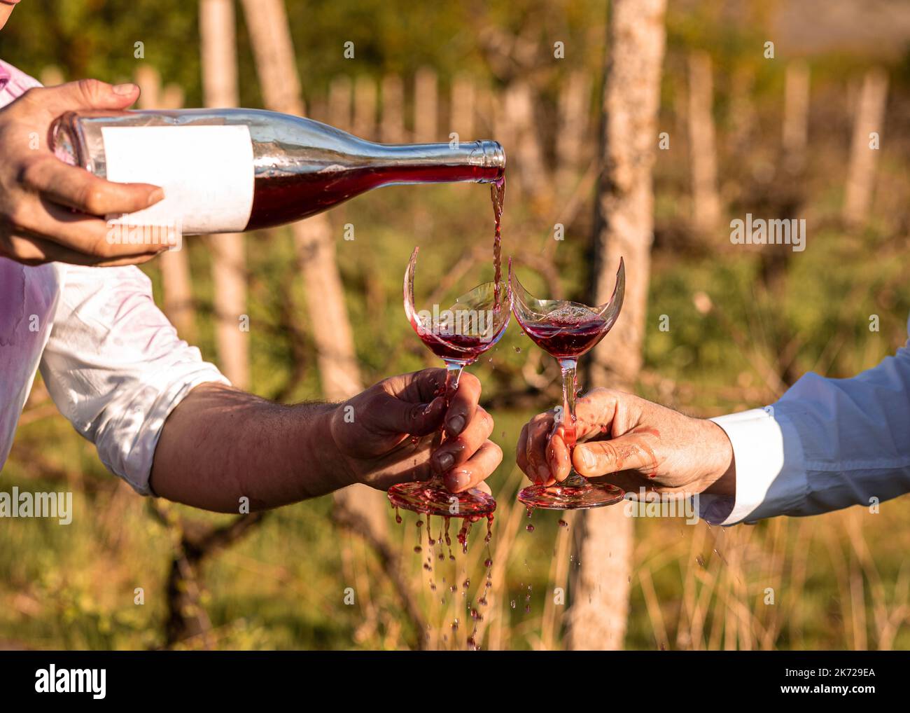 Gli uomini in vigna versano vino rosato in bicchieri fratturati in autunno giorno di sole. Foto Stock