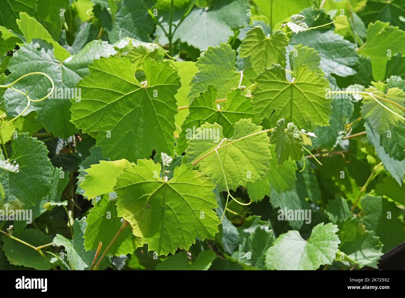 Uva foglie di vite primo piano Foto Stock