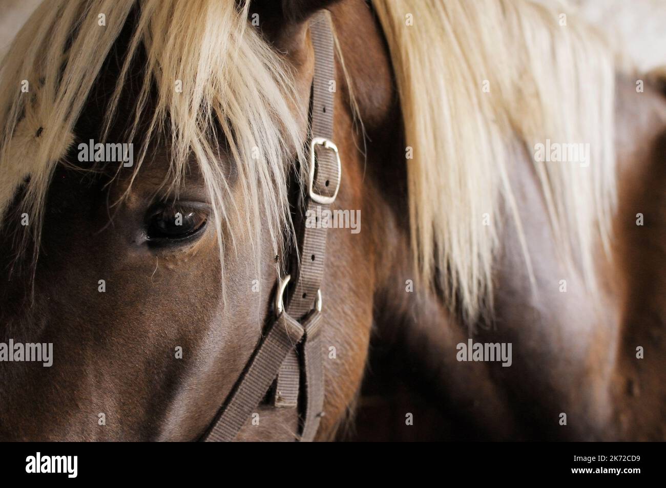 Testa di cavallo marrone che riposa nella stalla Foto Stock