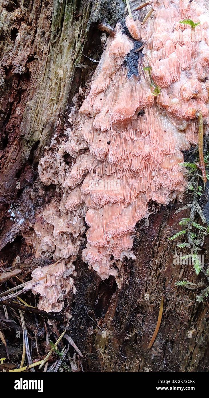 Rhodonia placenta, un fungo di crosta di colore rosa, che cresce su un vecchio gambo di albero vicino Eberbach, Germania Foto Stock