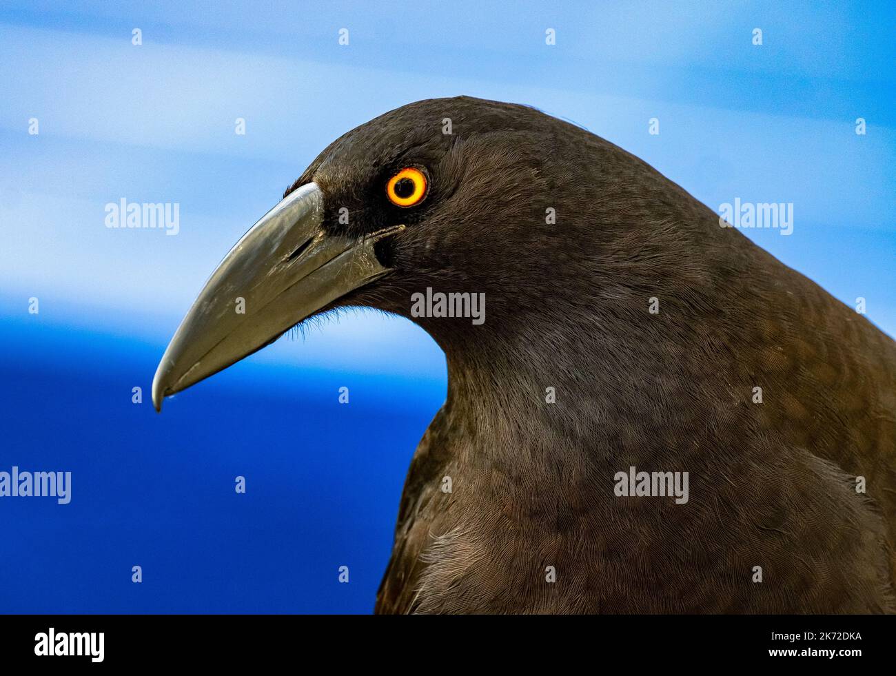 L'occhio e il becco d'oro affilati, beady, dell'uccello nativo australiano chiamato il currawong. Nome della specie: Strepera Foto Stock