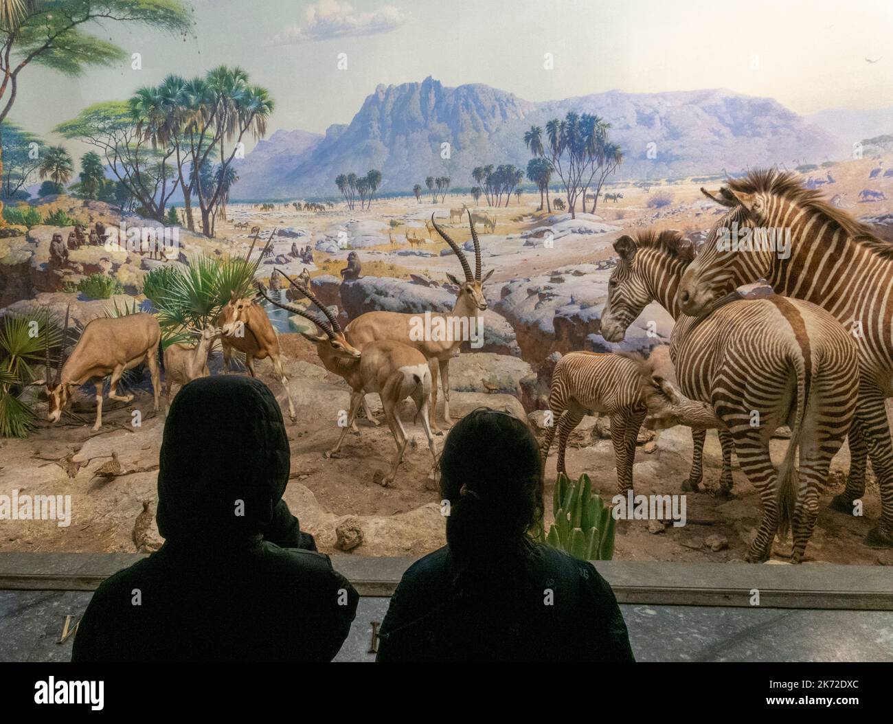 I bambini che guardano i diorami all'Akeley Hall of African Mammals, American Museum of Natural History, New York City, USA Foto Stock