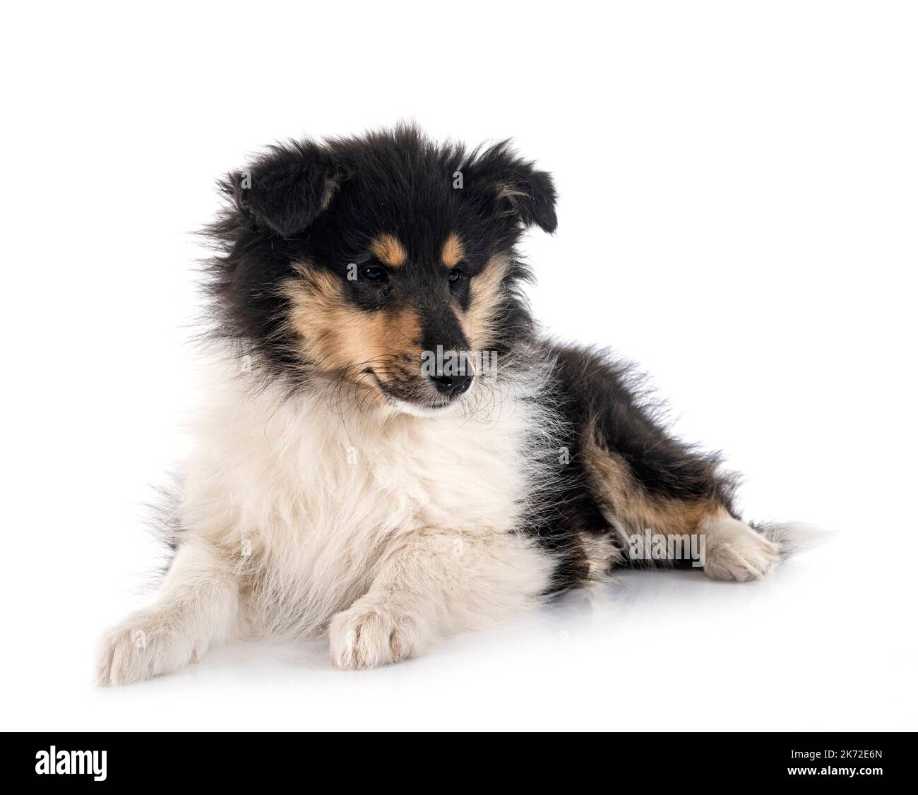 Puppy Rough Collie di fronte a sfondo bianco Foto Stock