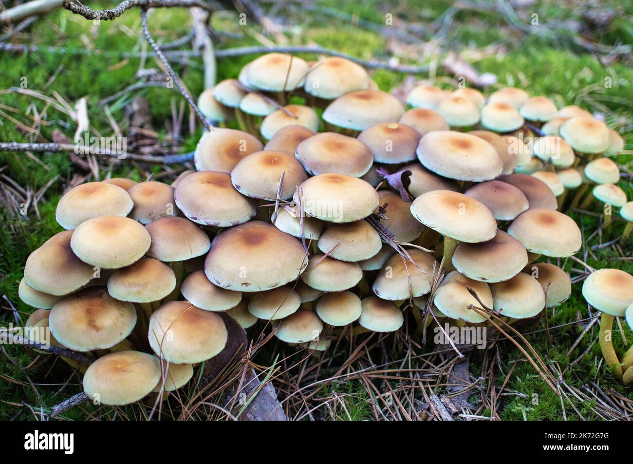Un gruppo di funghi nella foresta sul pavimento della foresta. Muschio, aghi di pino sulla terra. Autunno giorno alla ricerca di funghi. Macro scattata dalla natura Foto Stock