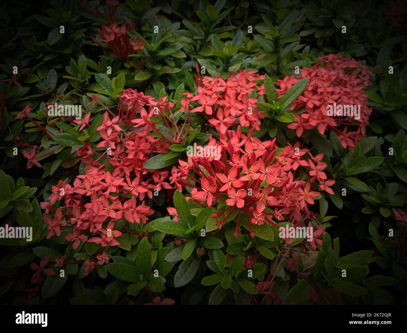 foto fiore in giardino thailandia Foto Stock