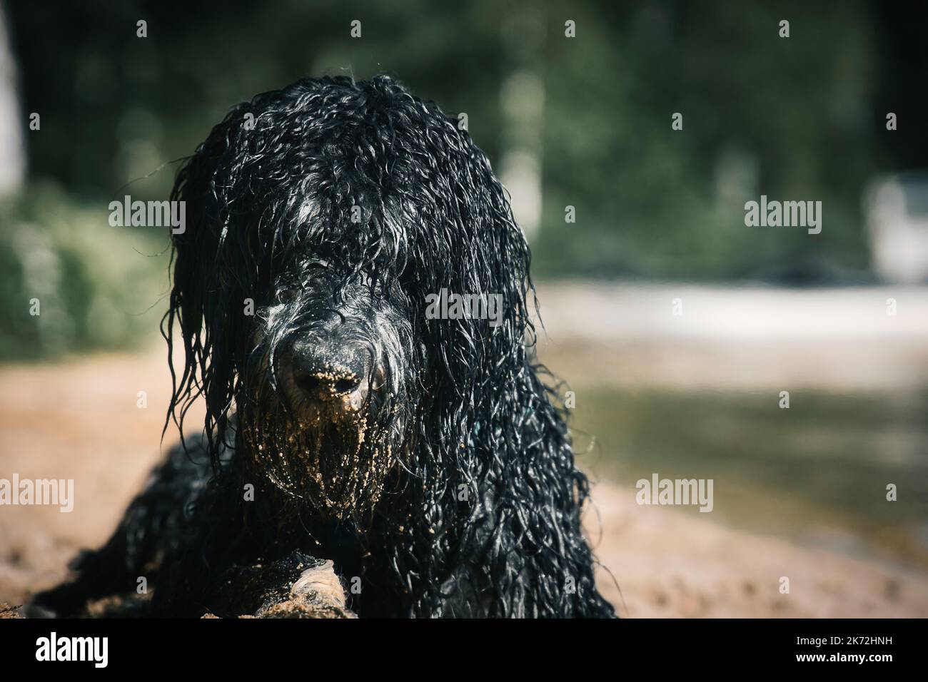 Ritratto di un cane Goldendoodle. Il cane è sdraiato sulla spiaggia con ricci bagnati lunga pelliccia nera marrone chiaro. Intimo cane di famiglia. Foto animale di un cane Foto Stock