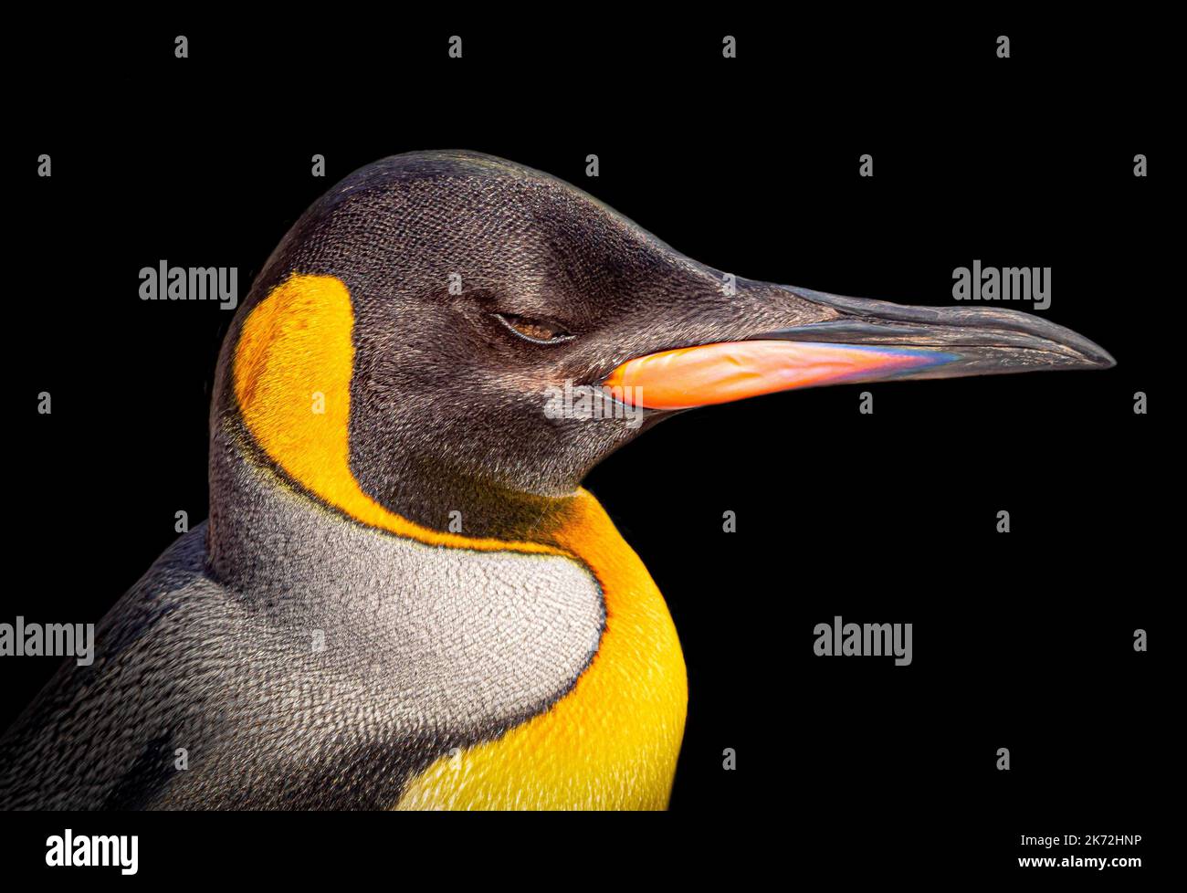 Il re pinguino cavaliere. Edimburgo, Regno Unito: QUESTI portait RAVVICINATI mostrano la gloria degli animali dello Zoo di Edimburgo. Un'immagine si avvicina e diventa personale con Fr Foto Stock