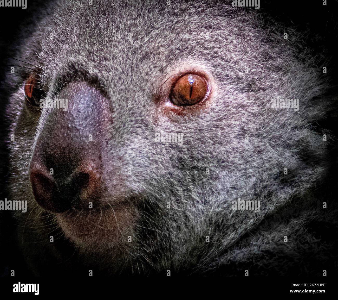 Un koala dagli occhi beady. Edimburgo, Regno Unito: QUESTI portait RAVVICINATI mostrano la gloria degli animali dello Zoo di Edimburgo. Un'immagine si avvicina e diventa personale con Brigadier Foto Stock