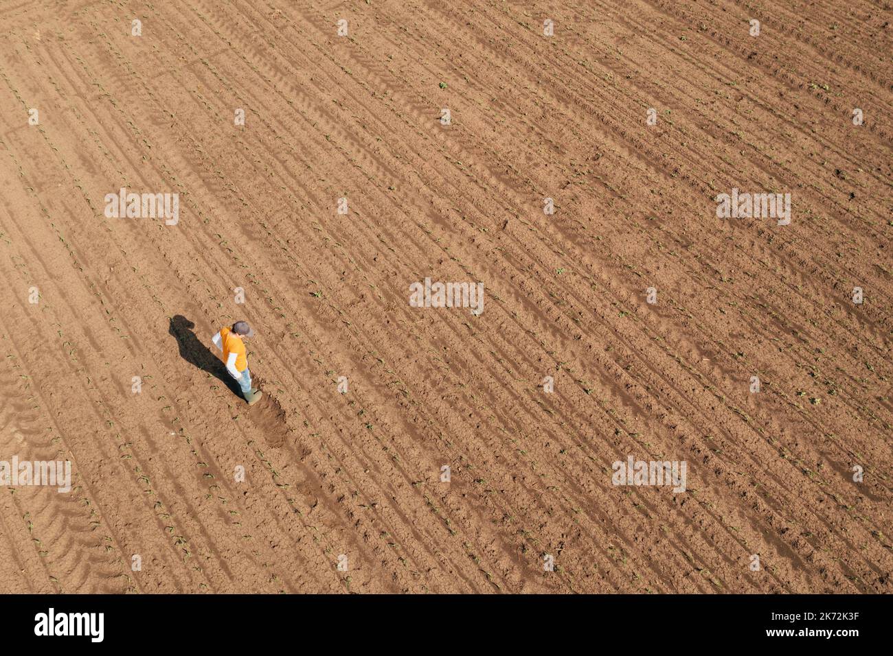 Colpo aereo di agricoltore femminile in piedi in campo di germoglio di mais e l'esame delle colture. Lavoratore di fattoria che indossa il cappello del camionista e jeans sulla piantagione dal drone p Foto Stock