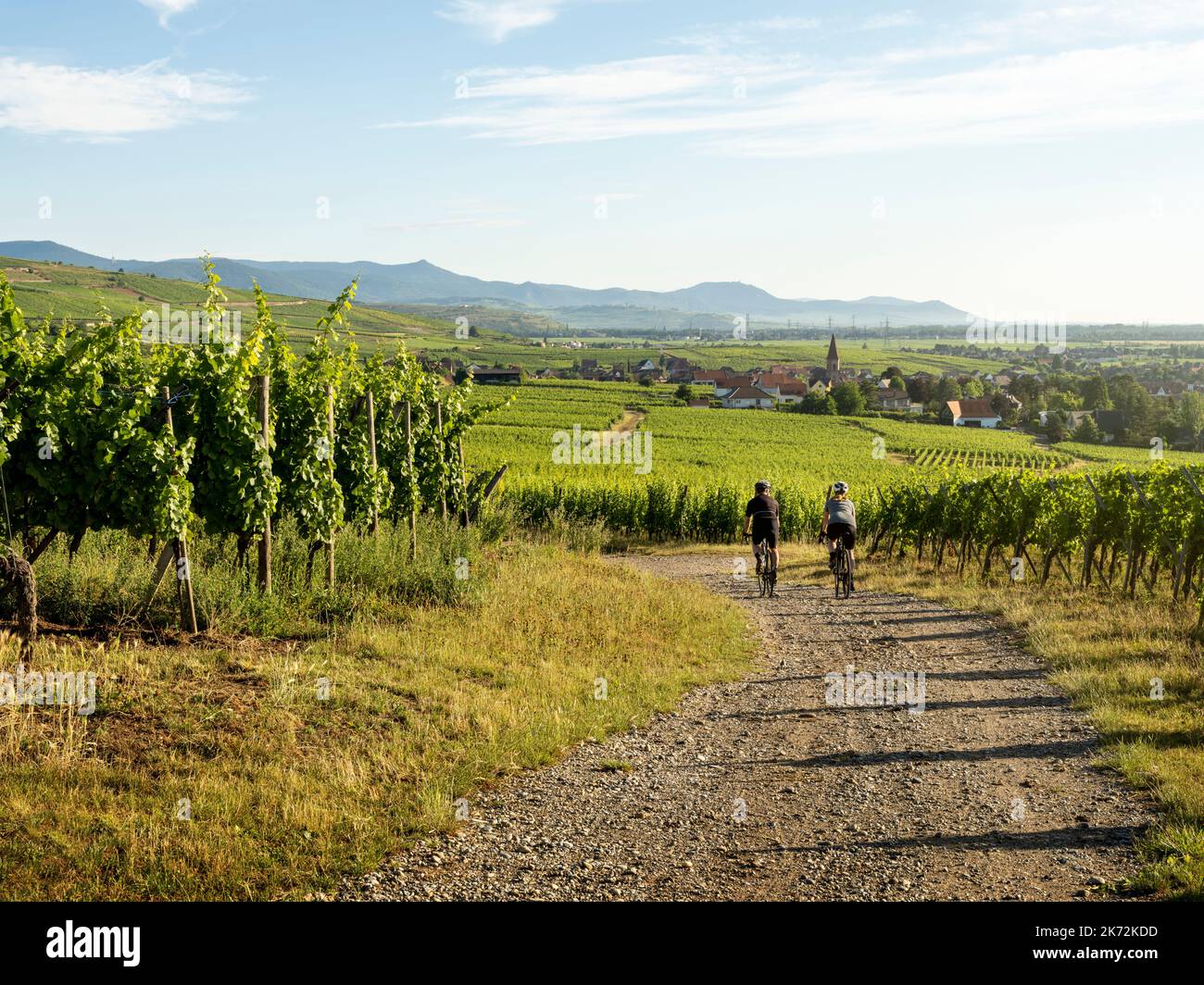 Ciclisti passando vigneto Foto Stock