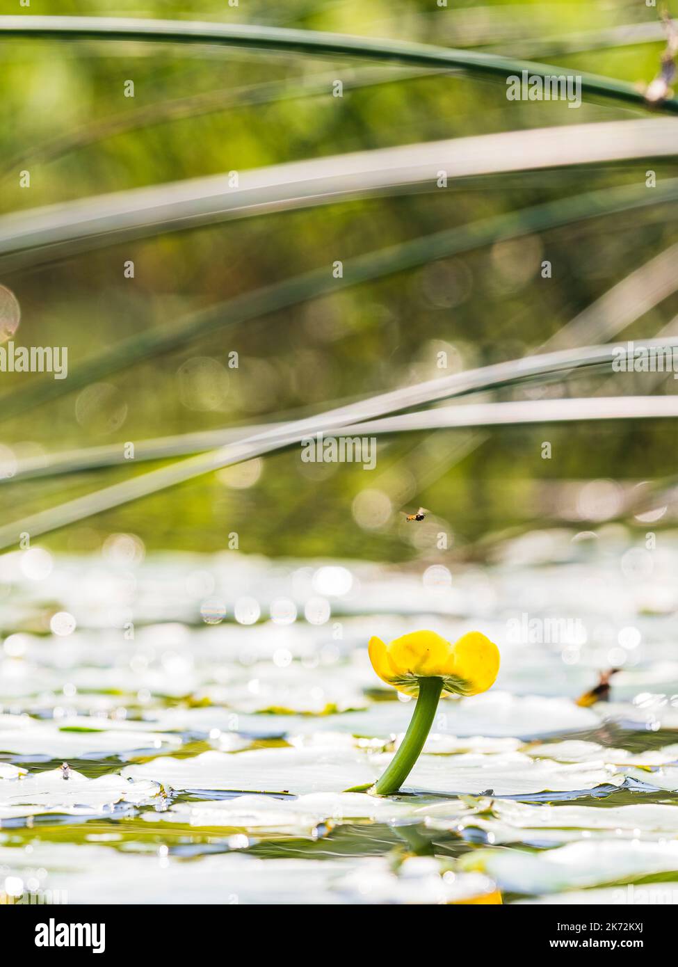 Giglio d'acqua giallo al fiume Foto Stock