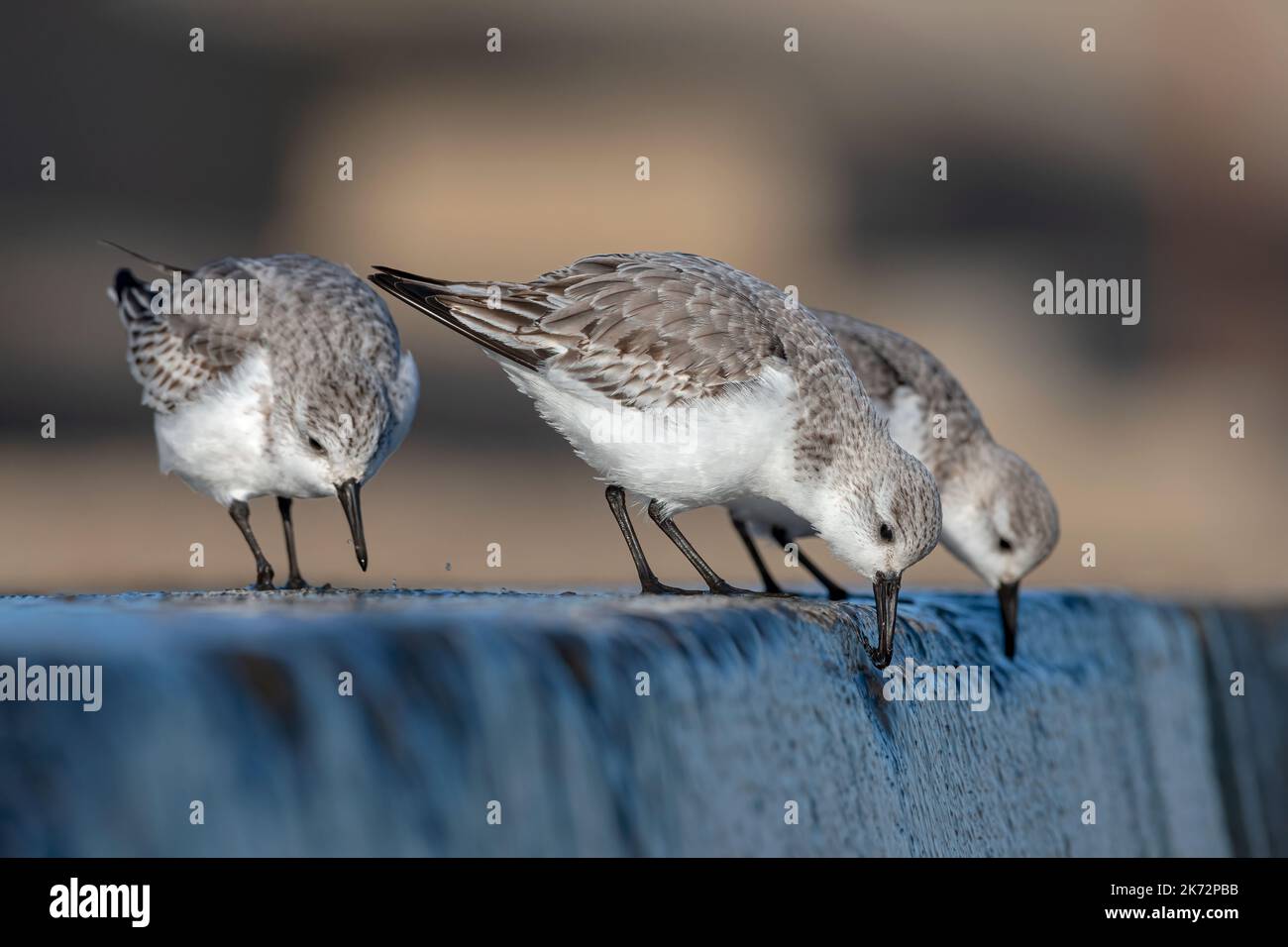 Sanderling, Calidris alba, adulto non allevamento / gruppo di uccelli piumaggio inverno che si nutrono sulla parete del mare Norfolk Foto Stock