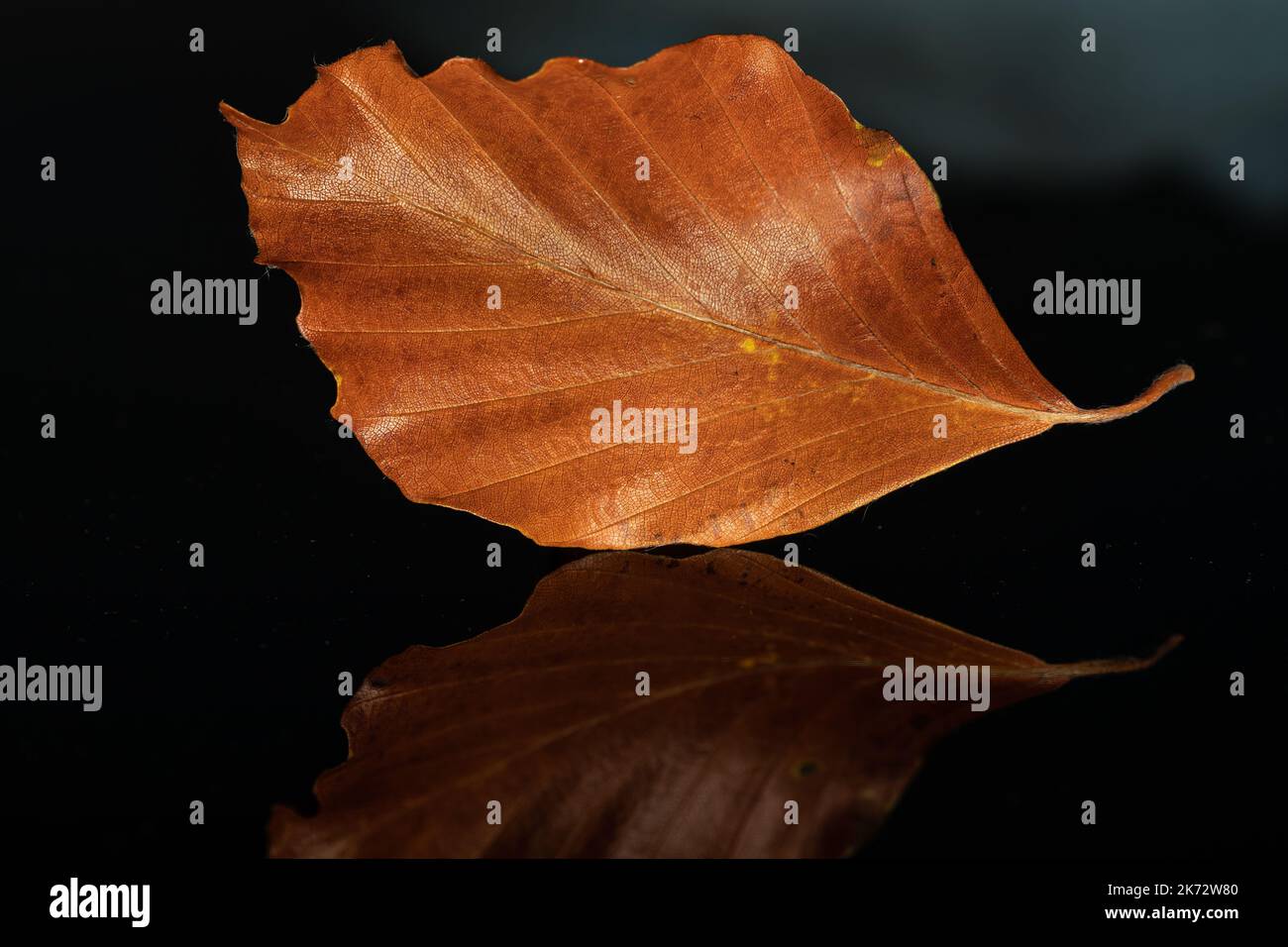 primo piano di una foglia autunnale con riflesso su sfondo nero Foto Stock