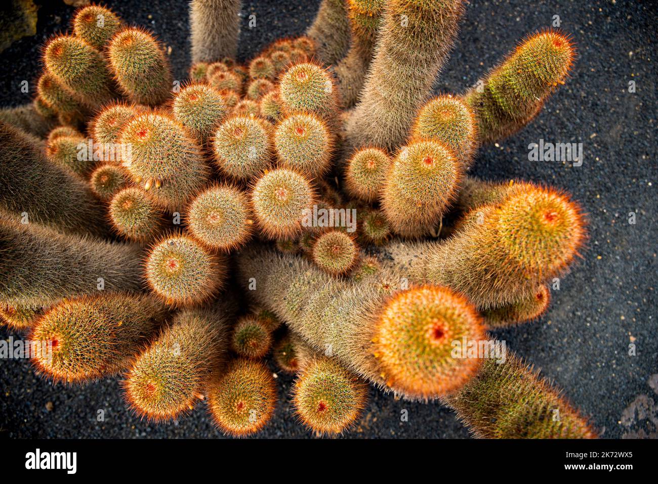 Grande cactus fiorito su sabbia lavica nera forografata dall'alto Foto Stock