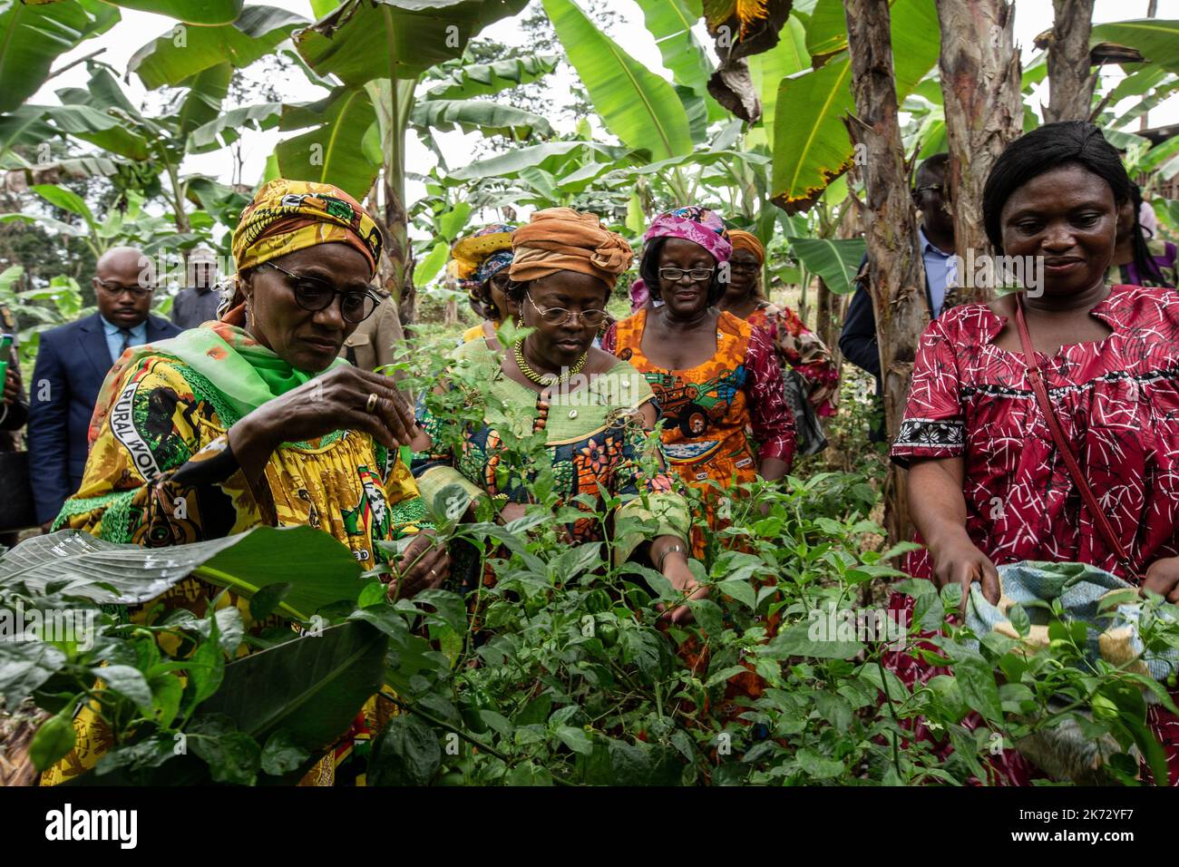 Marie-Thérèse Abena Ondoa (in giallo), Ministro dell'Empowerment delle Donne e della Famiglia, svolge attività rurali tradizionali in una piantagione di banane. Foto Stock