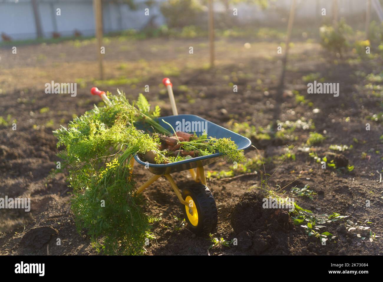 Primo piano di carriola per bambini con raccolto, carote e barbabietole in giardino. Foto Stock