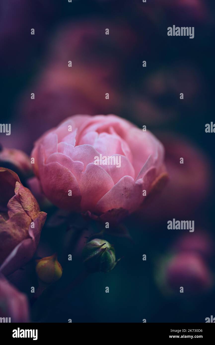 Macro di avvilenti rose in miniatura. Foto di alta qualità Foto Stock
