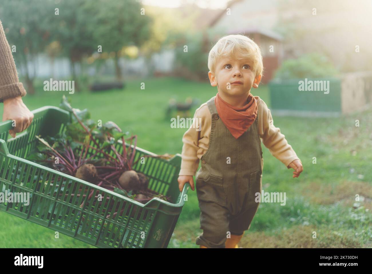 Piccolo ragazzo che aiuta a curare la scatola di raccolta verdura, stagione autunnale. Foto Stock