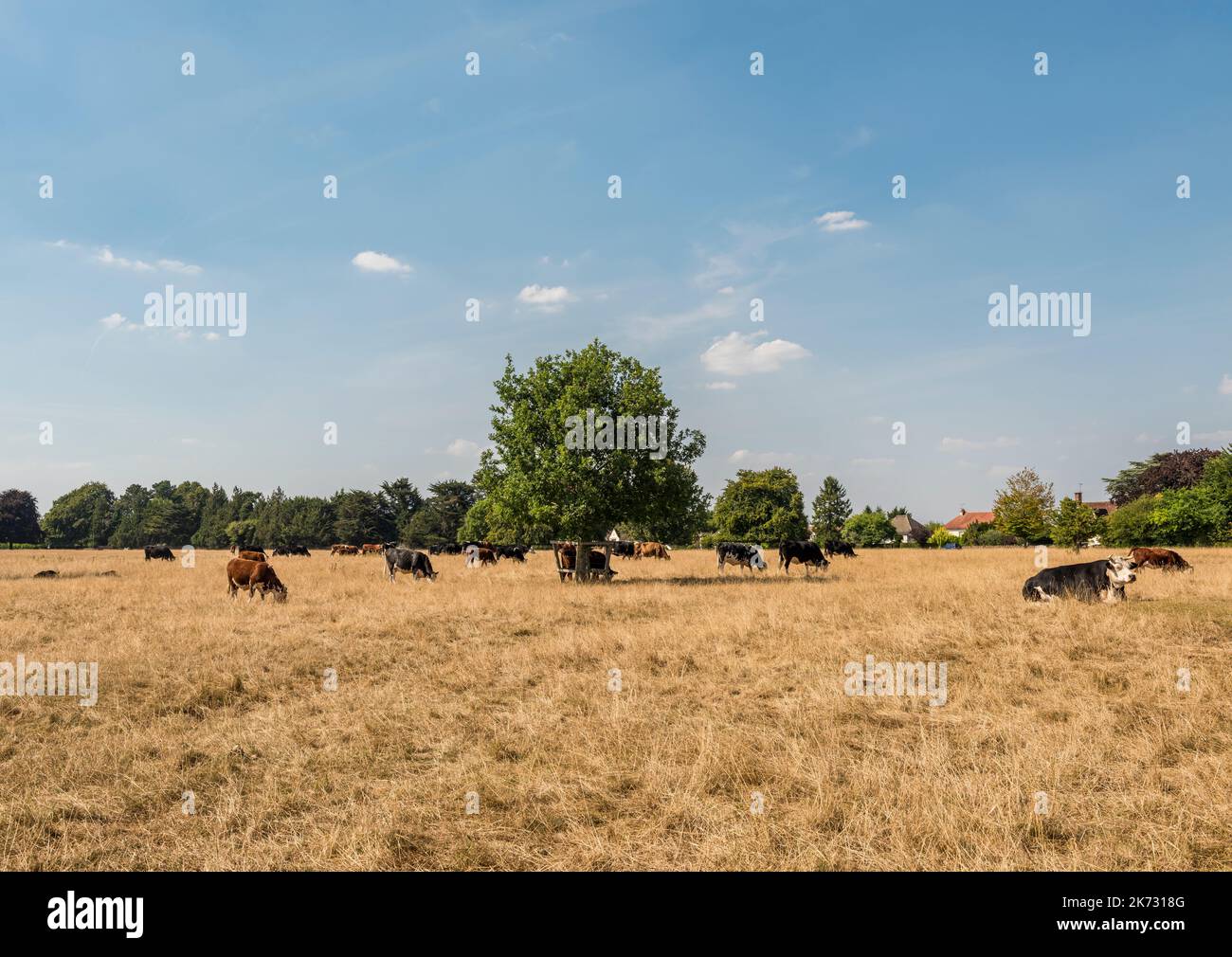 Una mandria di bovini che pascolano a Minchinhampton Common, vicino Stroud, durante l'ondata di caldo estivo del 2022. Il comune è gestito dal National Trust Foto Stock
