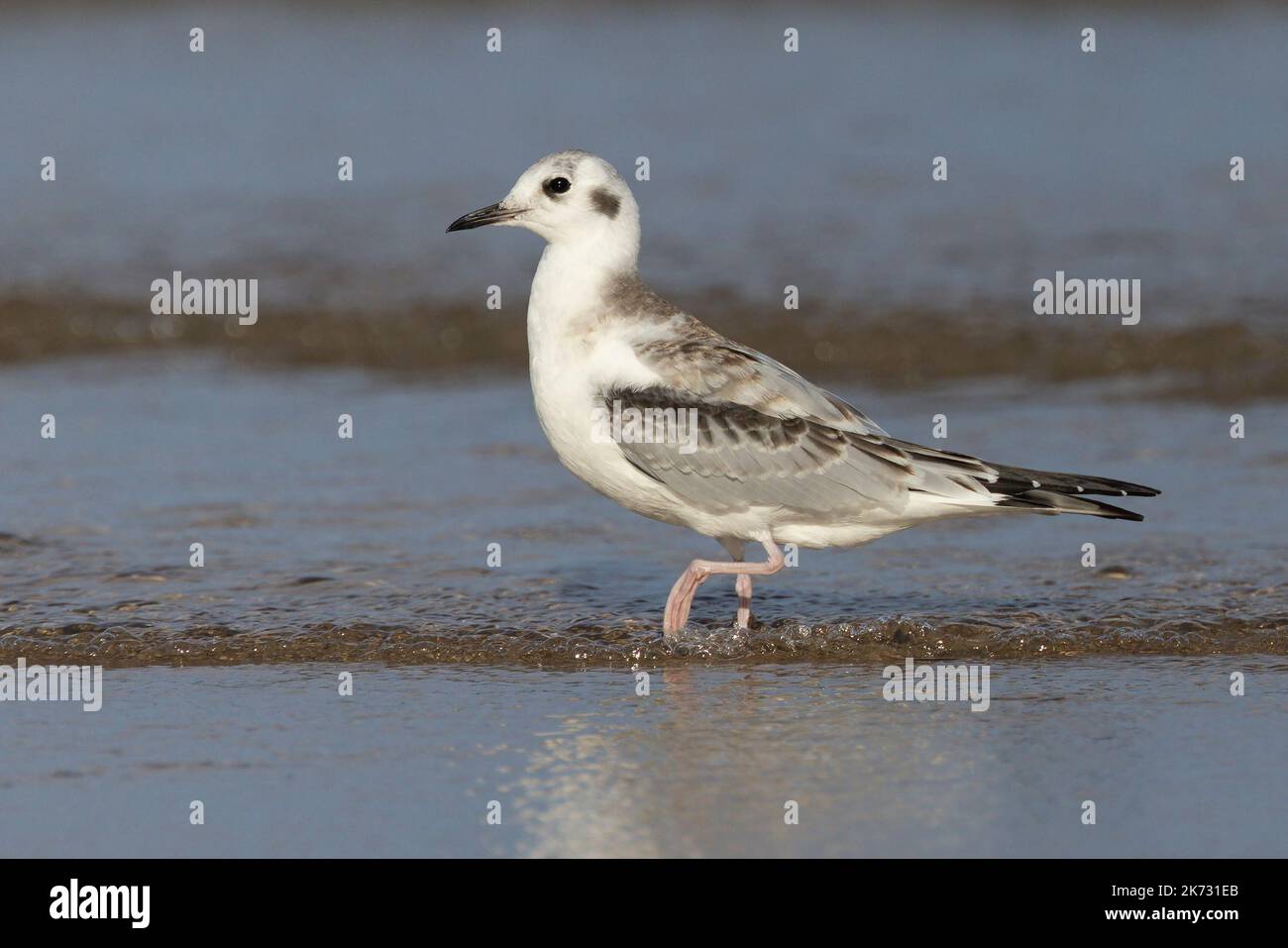 Il gabbiano di Bonaparte (Chromicocephalus philadelphia) su una spiaggia del lago Huron in autunno Foto Stock