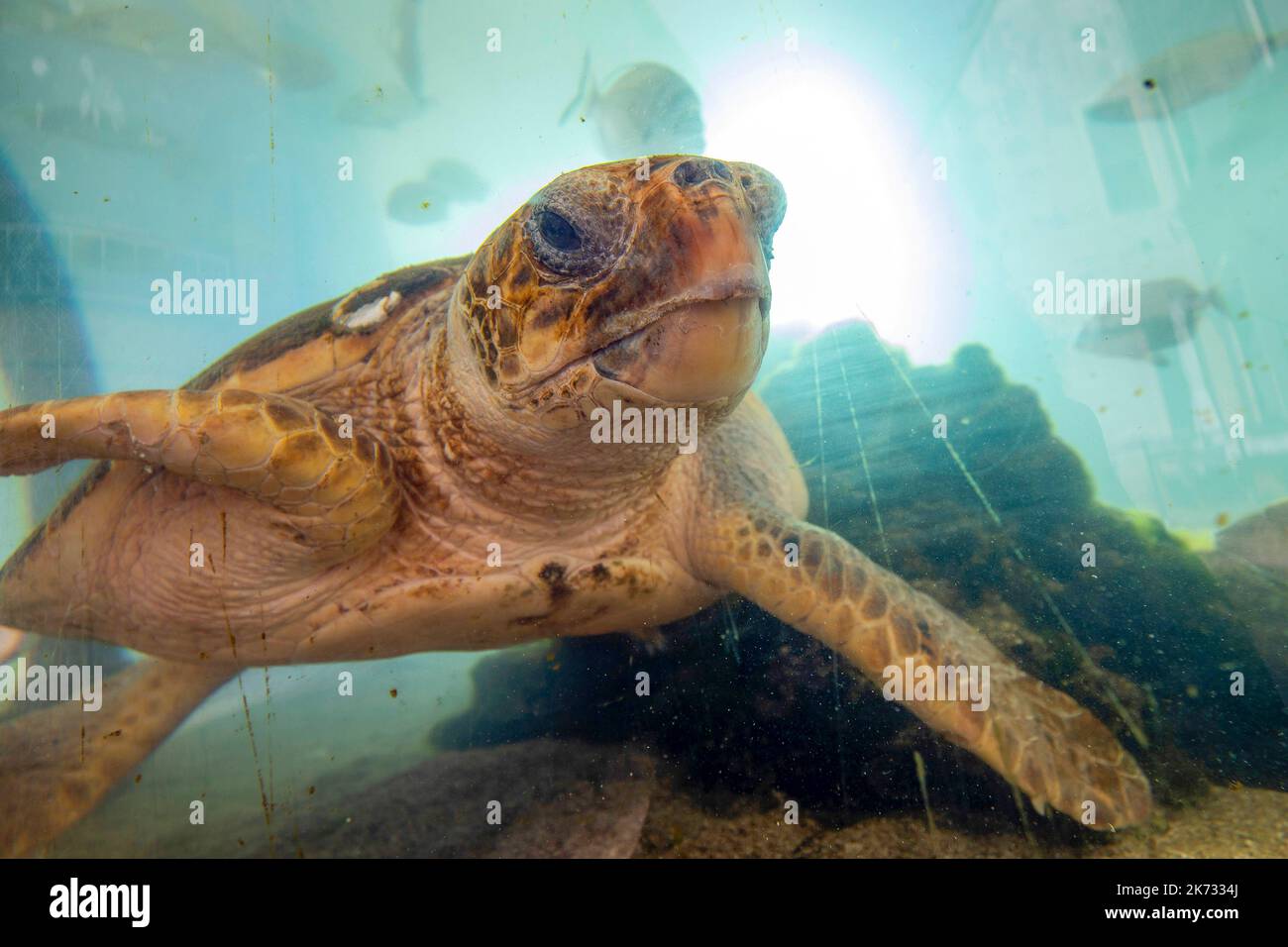 La tartaruga di testa di loggera Dancea è vista durante il recupero nell'Acquario di Pola. Dancea è stata trovata nella baia di Danza vicino Dubrovnik, dopo di che ha ottenuto il suo nome. Arrivò al Centro il 3 maggio 2022. in stato di malnutrizione, con infiammazione sia degli occhi che edema sottocutaneo. Ha recuperato bene, e sarà rientrata in mare il 4 ottobre 2022 (martedì) insieme ad un'altra tartaruga di testa di loggetta, Ivan., a Pola, Croazia, il 30 settembre, 2022. Foto: Srecko Niketic/PIXSELL Foto Stock