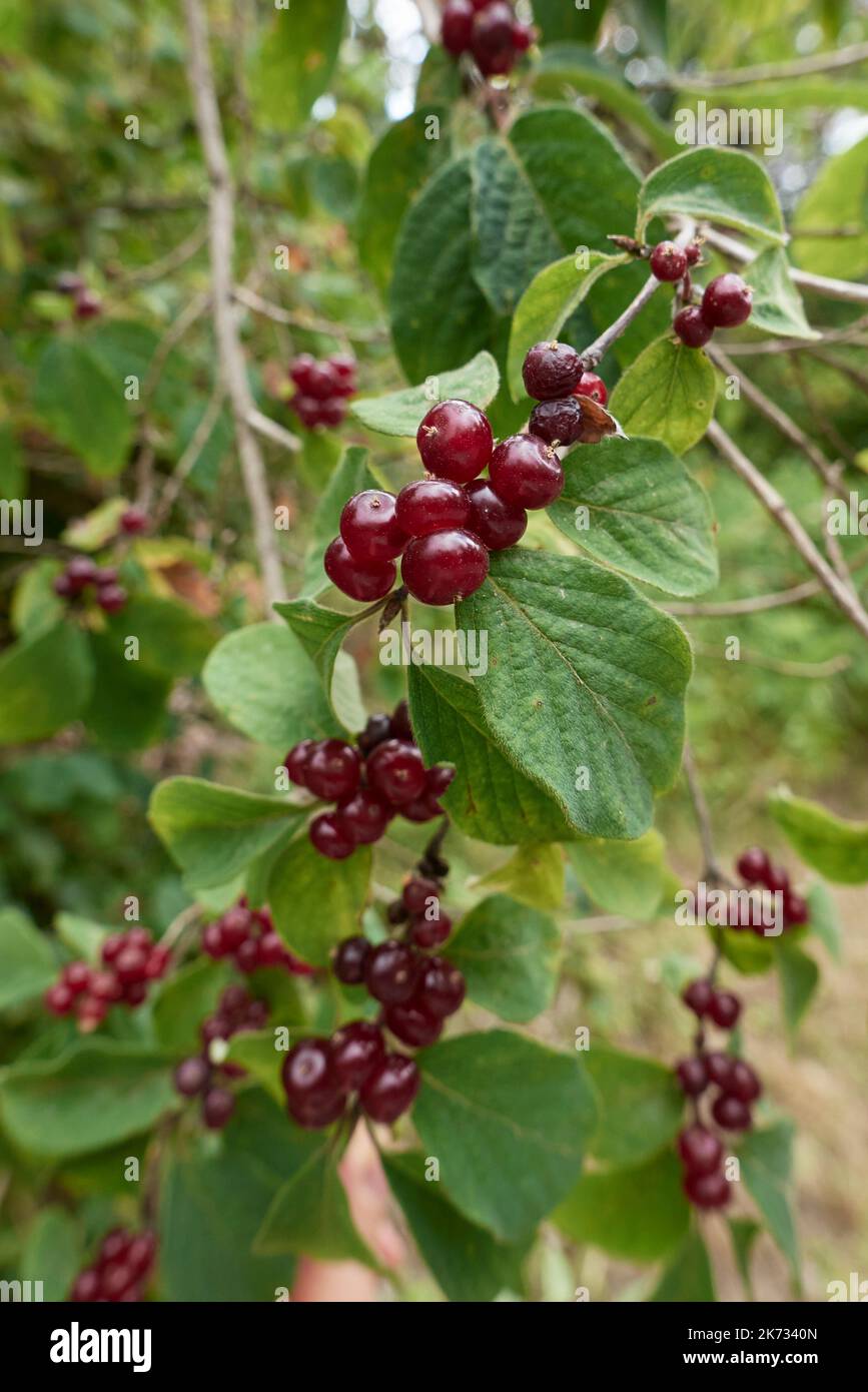 Primo piano della filiale Lonicera xylosteum Foto Stock