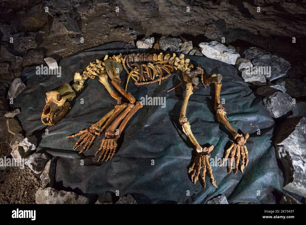 Scheletro dell'orso della Grotta (Ursus spelaeus) esposto a terra Foto Stock