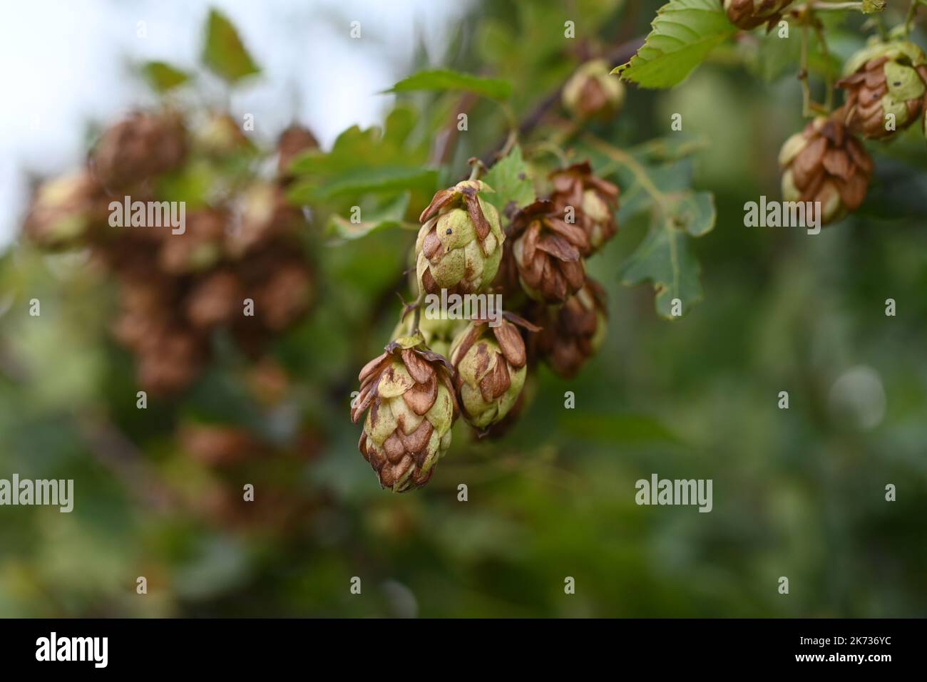 coni di luppolo marrone e verde contro alberi verdi sfocati Foto Stock