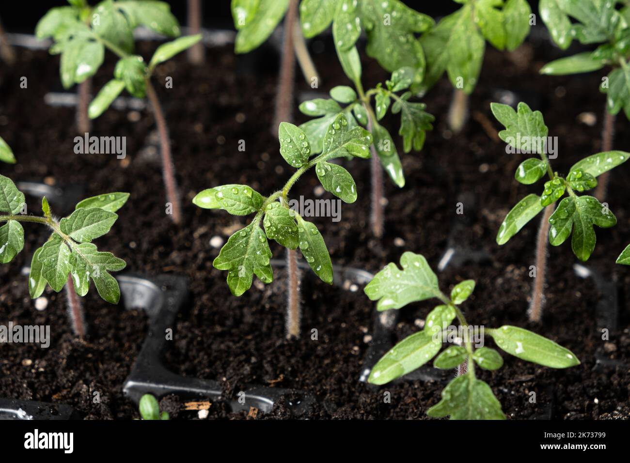 Pomodori crescenti da semi, passo per passo. Fase 7 - i germogli sono cresciuti. Foto Stock