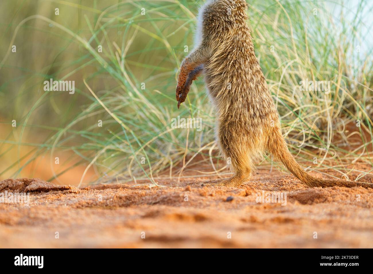 Il bambino Meerkat (Suricata suricatta) si trova sulle gambe posteriori su un terreno rosso. Solo il corpo visibile Kalahari, Sud Africa Foto Stock