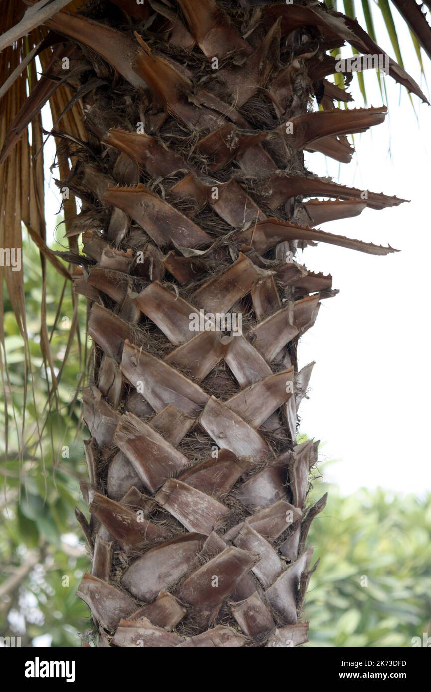 Cabbage Palm (Sabal palmetto) tronco con boot jack : (pix SShukla) Foto Stock