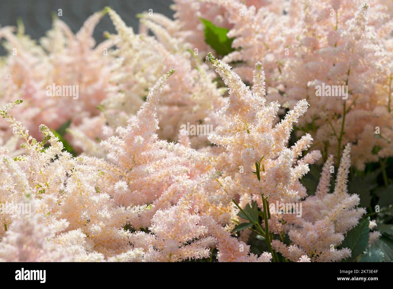 Fiori bianchi Astilbe Japonica Foto Stock
