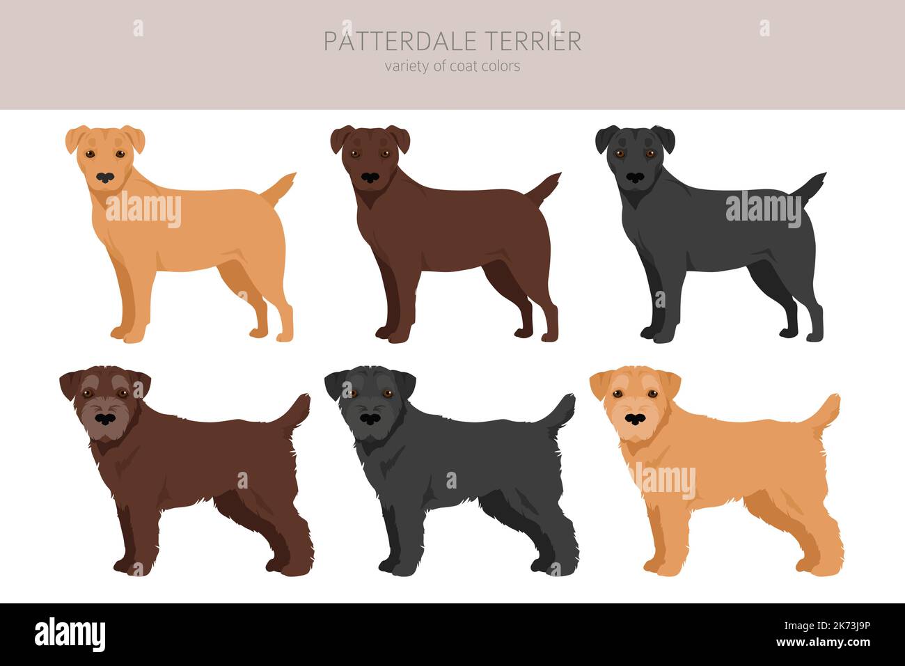 Patterdale terrier clipart. Set di tutti i colori del mantello. Infografica sulle caratteristiche di tutte le razze di cani. Illustrazione vettoriale Illustrazione Vettoriale