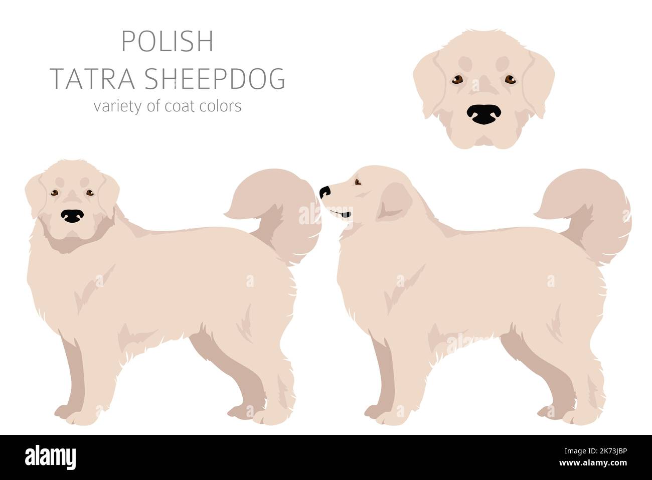 Clipart Polacco dei Tatra Sheepdog. Set di tutti i colori del mantello. Infografica sulle caratteristiche di tutte le razze di cani. Illustrazione vettoriale Illustrazione Vettoriale